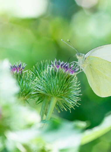 NAV per share on 28/02/2025: € 7.30 | Capricorn Partners